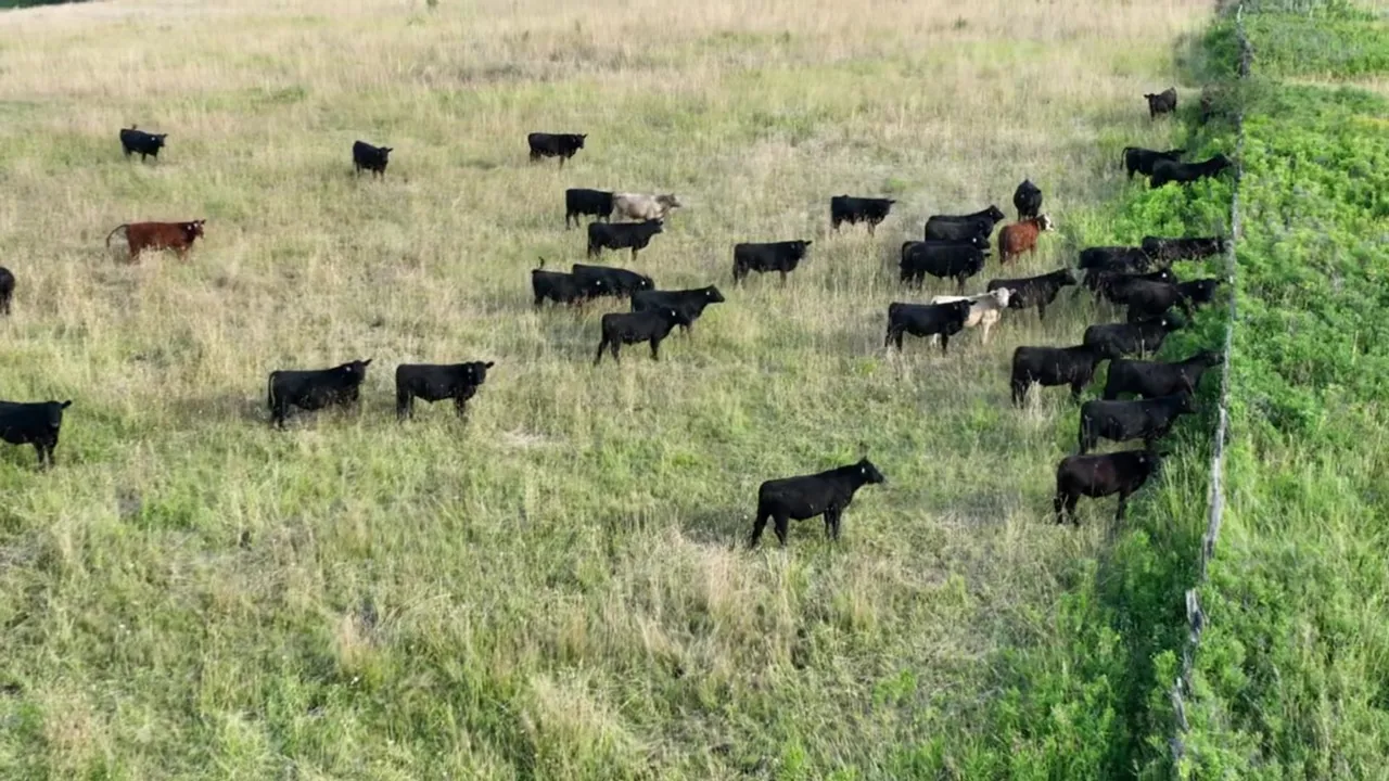 Aerial view of cattle grazing a managed hillside pasture bordered by forest