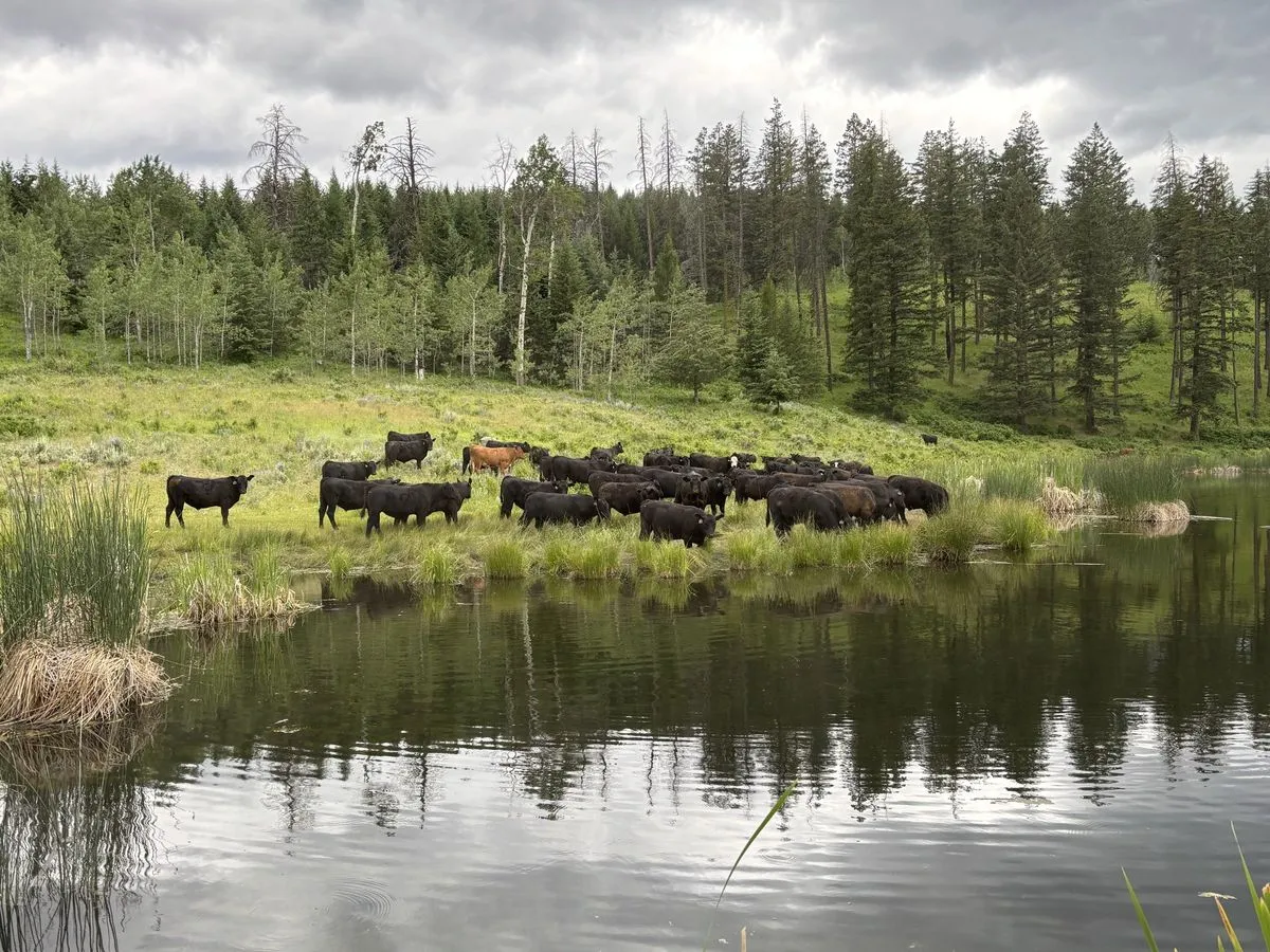 Herd of cattle grazing a lush pasture beside a pond, with forest behind