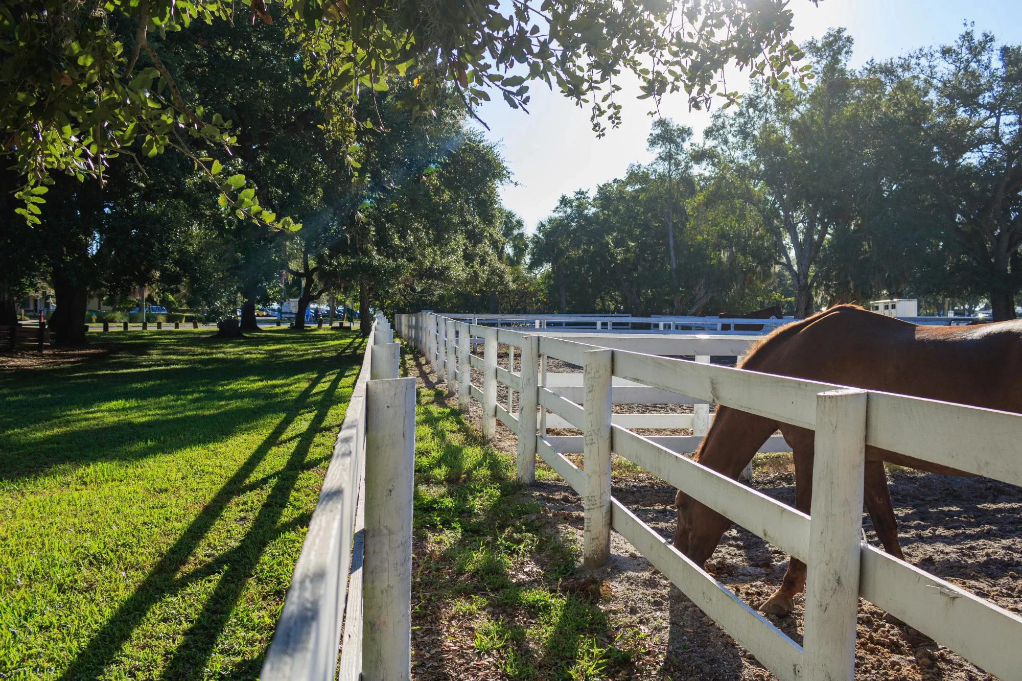 Horse grazing on pasture behind a white fence at golden hour