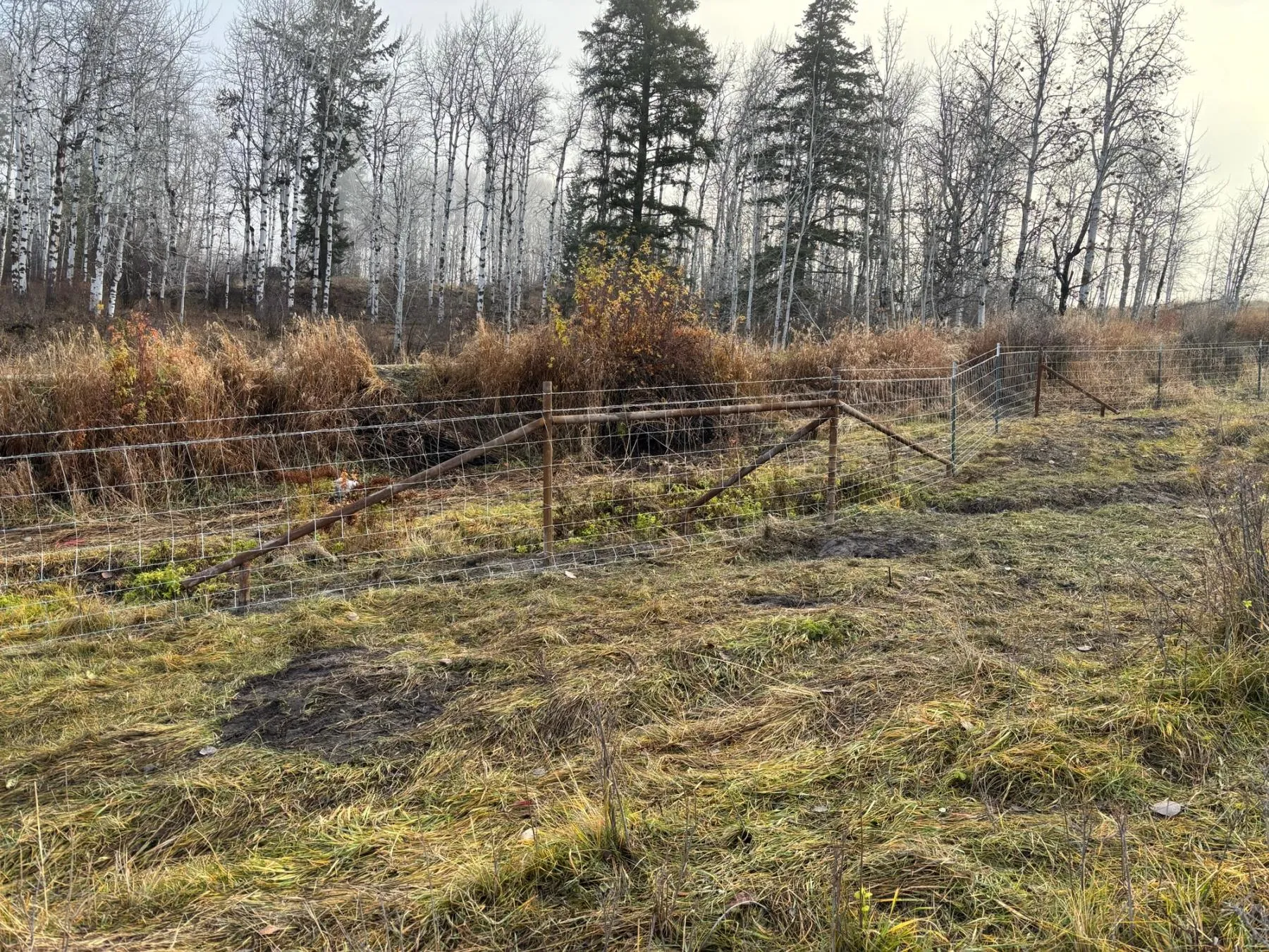 New woven wire fence with a wooden H-brace running past dry grass and a stand of aspen trees