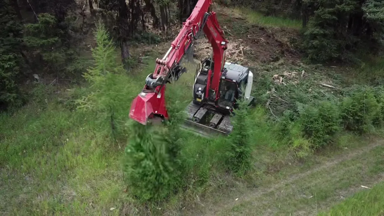 Red excavator with a mulching head grinding down brush and young conifers at a forest edge