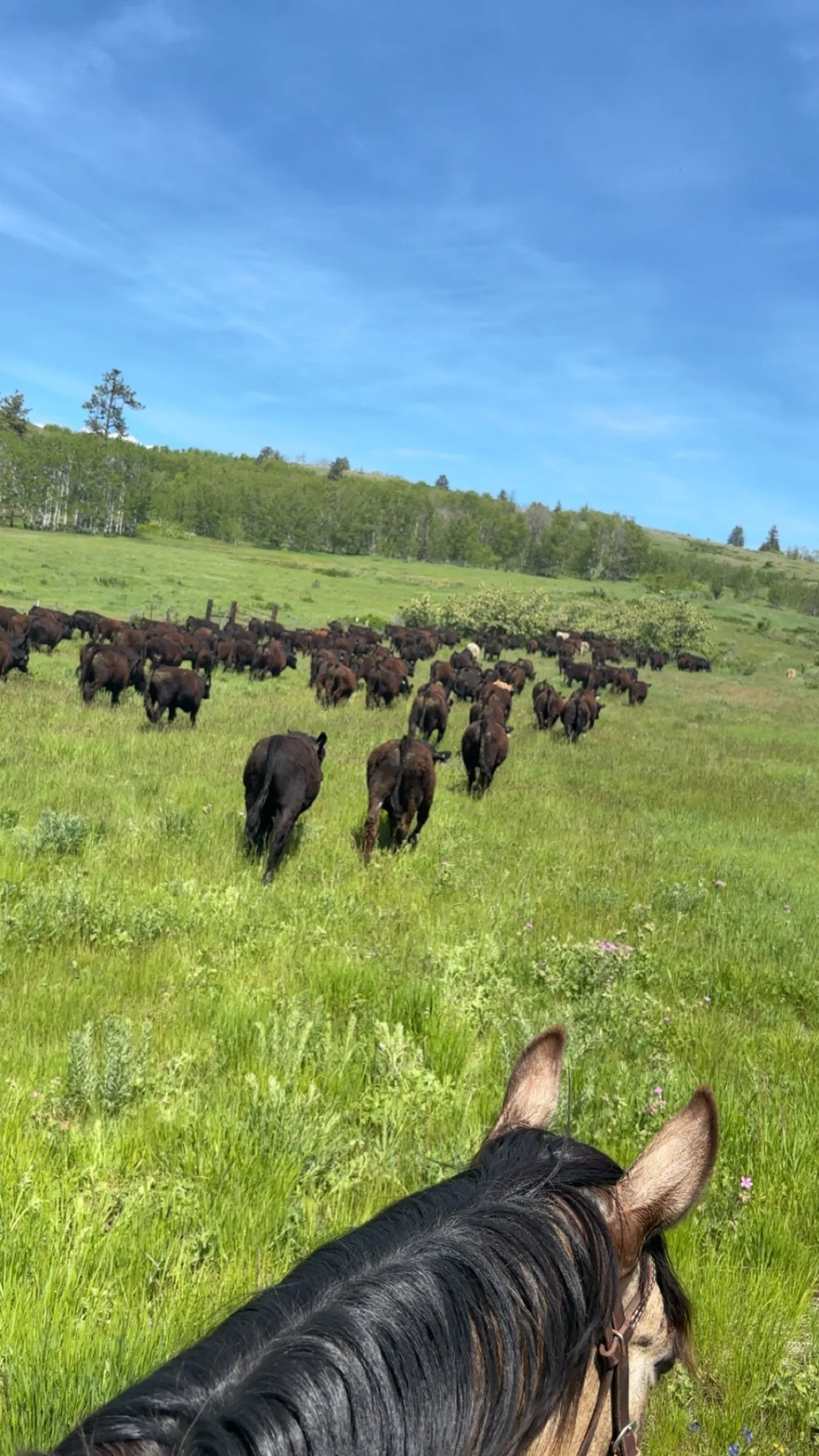 Rider's view over a horse's ears of a cattle herd being moved across green summer pasture
