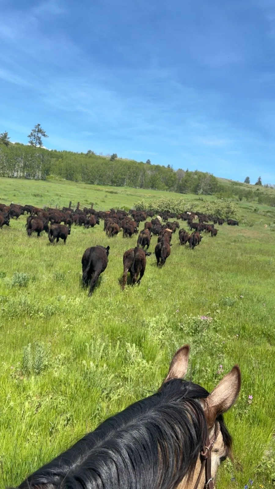 Rider's view over a horse's ears of a cattle herd being moved across green summer pasture